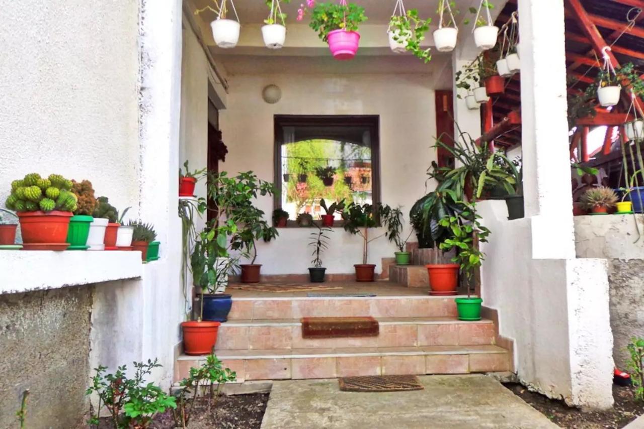 Vila Nik Buşteni Exterior foto